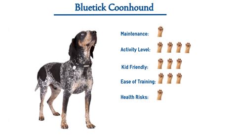 coon dog harden test|weight of a coonhound.